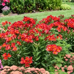 Summer Heat Peruvian Lily (Alstroemeria) -Flower Shop Alstroemeria Summer Heat 1