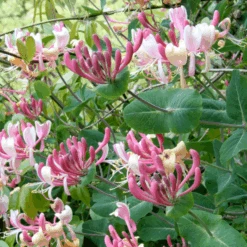 American Honeysuckle (Lonicera)
