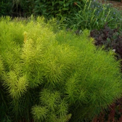 Threadleaf Bluestar -Flower Shop Amsonia hubrichtii foliage june