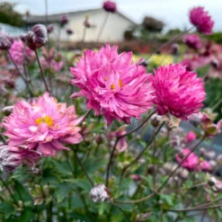 'Puff® 'Pink' Japanese Anemone