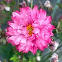 'Puff® 'Pink' Japanese Anemone -Flower Shop Anemone Puff Pink 6