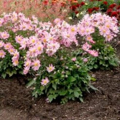 Satin Doll™ 'Glow' Japanese Anemone -Flower Shop Anemone Satin Doll Glow 3 400x400 1