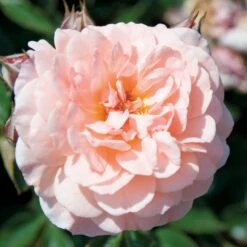Apricot Drift® Rose -Flower Shop ApricotDrift 3