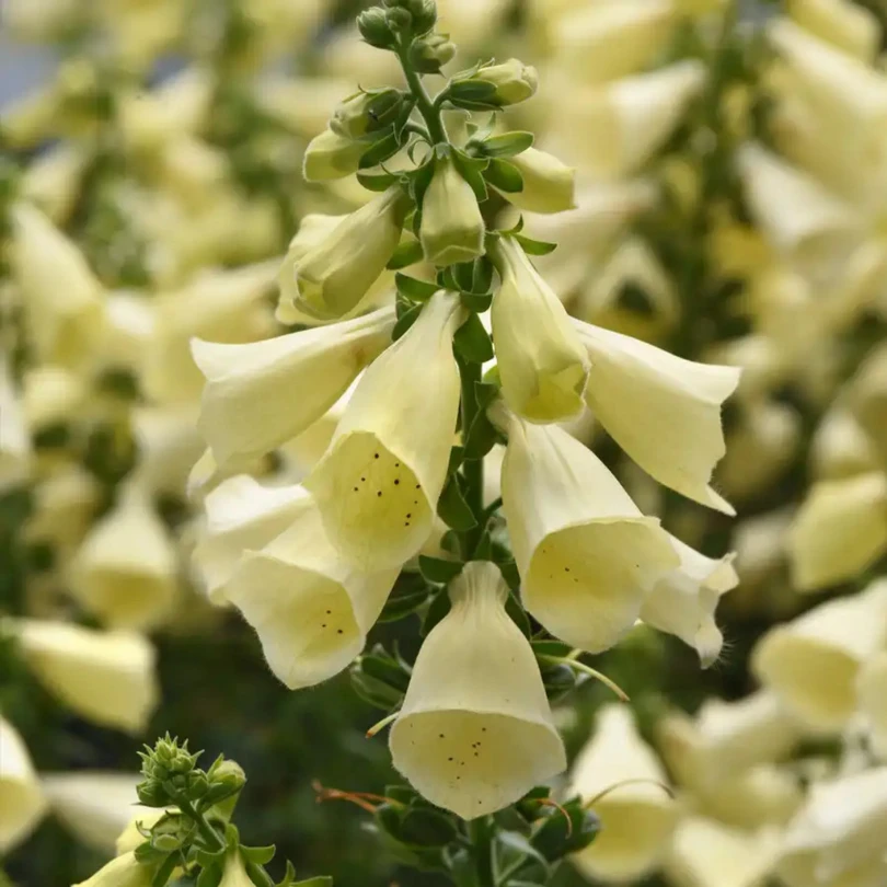 Arctic Fox™ Lemon Cream Foxglove (Digitalis) 1 Arctic Fox™ Lemon Cream Foxglove (Digitalis)