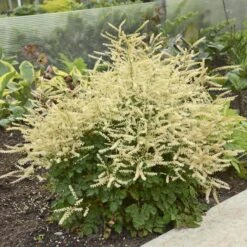 'Chantilly Lace' Goatsbeard -Flower Shop Aruncus Chantilly Lace 1 P sw