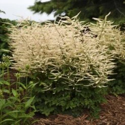 'Chantilly Lace' Goatsbeard -Flower Shop Aruncus Chantilly Lace 2 P sw