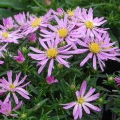 'Wood's Pink' Aster