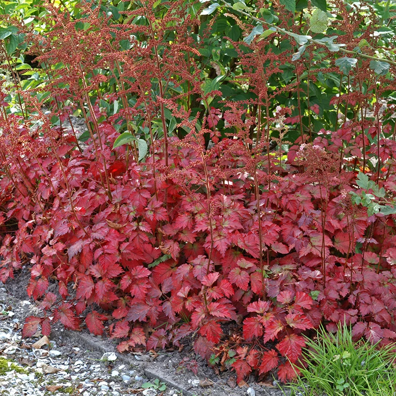 Color Flash® Astilbe 2 Color Flash® Astilbe - Image 2