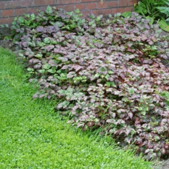 Color Flash® Astilbe 8 Color Flash® Astilbe -Flower Shop AstilbeColorFlash 100615gbv001