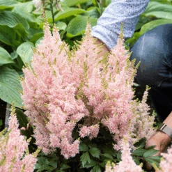 'Youniqe Salmon' Astilbe -Flower Shop AstilbeYouniqueSalmon 160622cre002