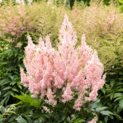 'Youniqe Salmon' Astilbe -Flower Shop AstilbeYouniqueSalmon 160622cre006