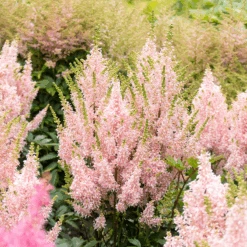 'Youniqe Salmon' Astilbe -Flower Shop AstilbeYouniqueSalmon 160622cre007