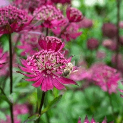 'Sparkling Stars Red' Masterwort -Flower Shop AstrantiaSparklingStarsRedwithbee 220607gbo025