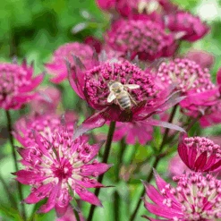 'Sparkling Stars Red' Masterwort -Flower Shop AstrantiaSparklingStarsRedwithbee 220607gbo026