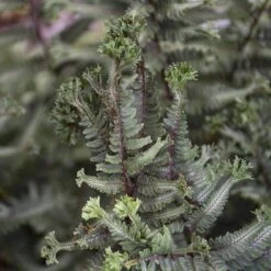'Crested Surf' Japanese Painted Fern -Flower Shop Athyrium niponicum Crested Surf 3 P sw