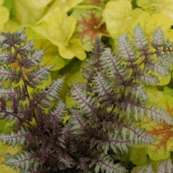 'Regal Red' Japanese Painted Fern (Athyrium) -Flower Shop Athyrium niponicum Regal Red 2
