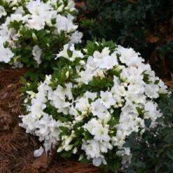 Bloom-A-Thon® White Reblooming Azalea -Flower Shop Azalea Bloom A Thon White 1 bd3d5e74 eb46 43dc 83e3 67a5d4c21802 sw