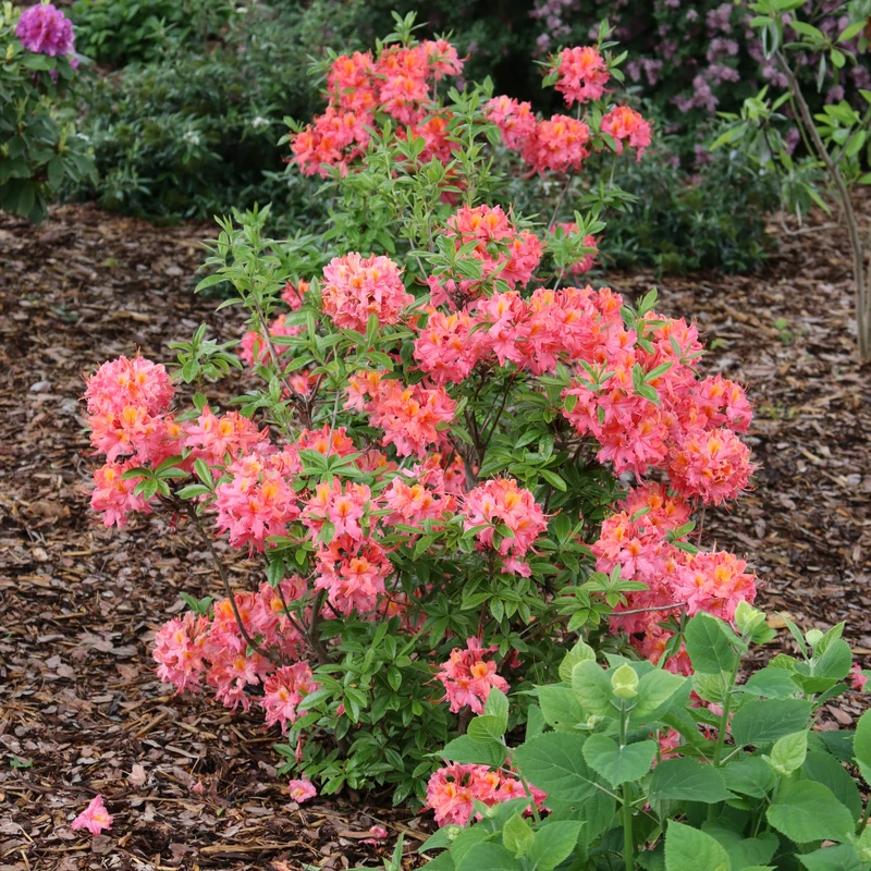 Sweet Reward™ Coral Azalea 3 Sweet Reward™ Coral Azalea - Image 3