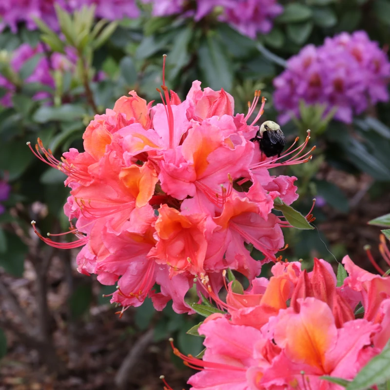 Sweet Reward™ Coral Azalea 2 Sweet Reward™ Coral Azalea - Image 2