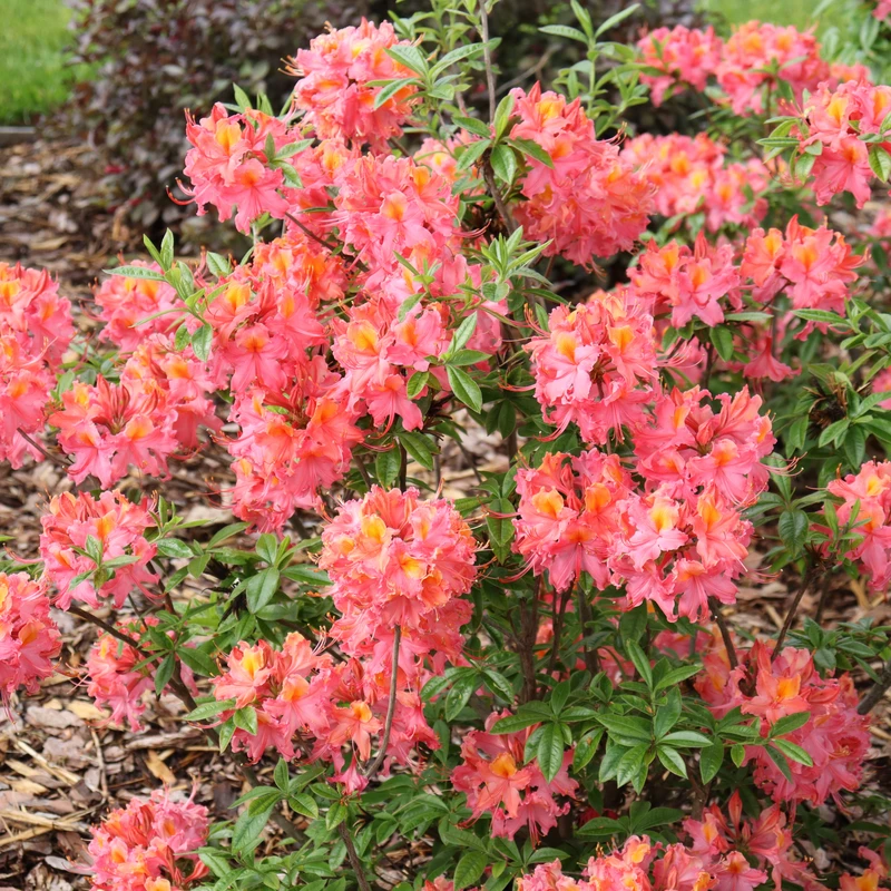 Sweet Reward™ Coral Azalea 1 Sweet Reward™ Coral Azalea