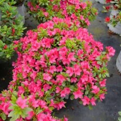 Perfecto Mundo Fuchsia Carpet™ Azalea -Flower Shop Azalea Perfect Mundo Fuchsia Carpet P1162212 800 800 60