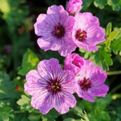 'Ballerina' Cranesbill (Geranium)