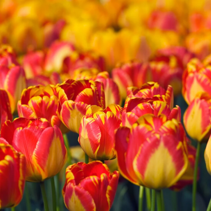 'Banja Luka' Tulip 1 'Banja Luka' Tulip