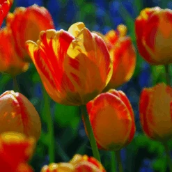 'Banja Luka' Tulip 5 'Banja Luka' Tulip -Flower Shop BanjaLuka Tulip 2