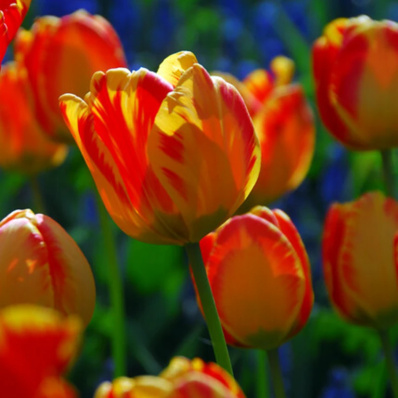 'Banja Luka' Tulip 3 'Banja Luka' Tulip - Image 3