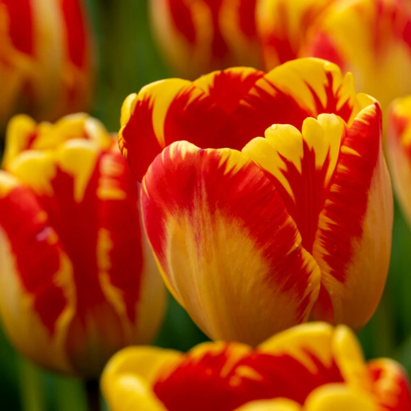 'Banja Luka' Tulip 2 'Banja Luka' Tulip - Image 2