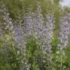 Decadence® 'Blue Bubbly' False Indigo