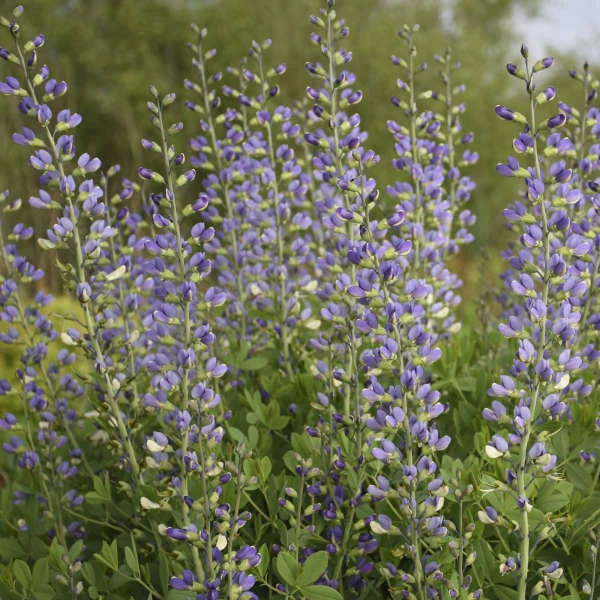 Decadence® 'Blue Bubbly' False Indigo 1 Decadence® 'Blue Bubbly' False Indigo