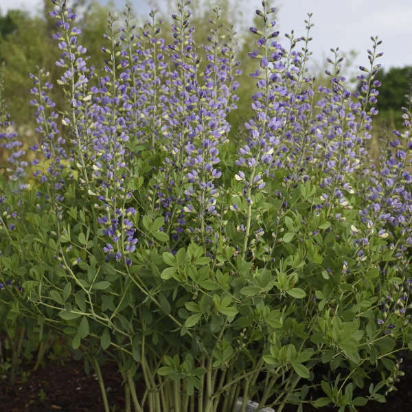 Decadence® 'Blue Bubbly' False Indigo 2 Decadence® 'Blue Bubbly' False Indigo - Image 2