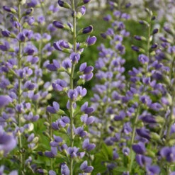 Decadence® 'Blue Bubbly' False Indigo 6 Decadence® 'Blue Bubbly' False Indigo -Flower Shop Baptisia BlueBubbly FalseIndigo 2