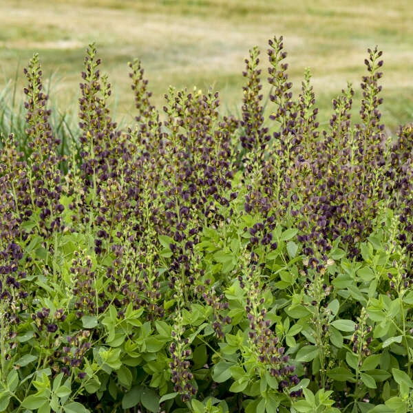 Decadence® 'Dark Chocolate' False Indigo 2 Decadence® 'Dark Chocolate' False Indigo - Image 2