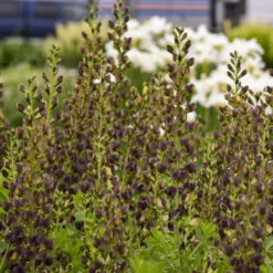 Decadence® 'Dark Chocolate' False Indigo 6 Decadence® 'Dark Chocolate' False Indigo -Flower Shop Baptisia DarkChocolate FalseIndigo 2