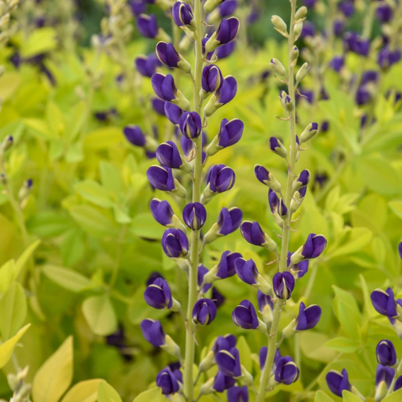 'Golden Anniversary' False Indigo (Baptisia) 2 'Golden Anniversary' False Indigo (Baptisia) - Image 2