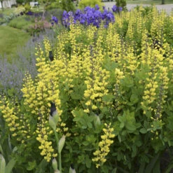 Decadence® 'Lemon Meringue' False Indigo 6 Decadence® 'Lemon Meringue' False Indigo -Flower Shop Baptisia LemonMeringue FalseIndigo 1