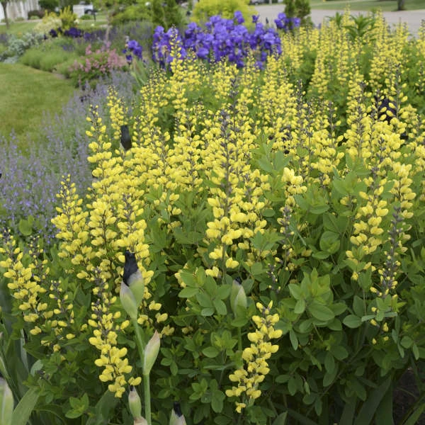 Decadence® 'Lemon Meringue' False Indigo 3 Decadence® 'Lemon Meringue' False Indigo - Image 3