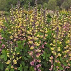 Decadence® 'Pink Lemonade' False Indigo -Flower Shop Baptisia PinkLemonade FalseIndigo 2