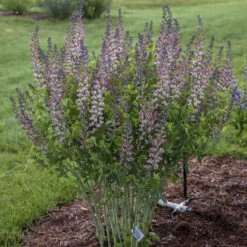 Decadence® 'Pink Truffles' False Indigo 6 Decadence® 'Pink Truffles' False Indigo -Flower Shop Baptisia PinkTruffles FalseIndigo 2