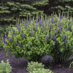 Decadence® 'Sparkling Sapphires' False Indigo -Flower Shop Baptisia SparklingSapphires FalseIndigo 2