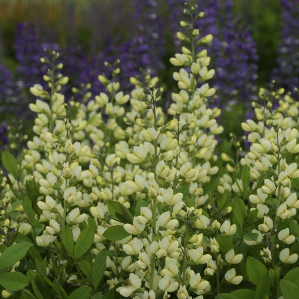 Decadence® 'Vanilla Cream' False Indigo 2 Decadence® 'Vanilla Cream' False Indigo - Image 2