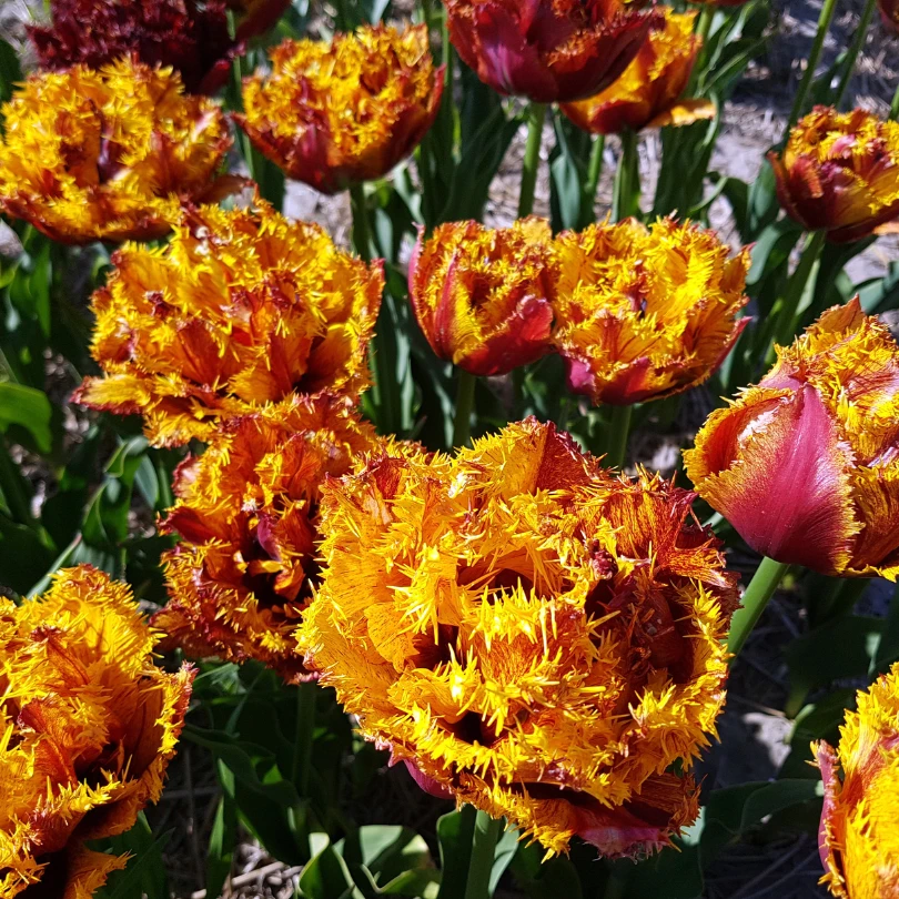 'Bastia' Fringed Tulip 2 'Bastia' Fringed Tulip - Image 2