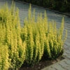 Sunjoy Gold Pillar® Barberry