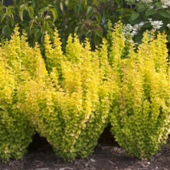 Sunjoy Gold Pillar® Barberry -Flower Shop Berberis Sunjoy Gold Pillar 4