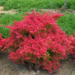 Sunjoy Neo® Barberry -Flower Shop Berberis Sunjoy Neo 3