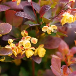 Sunjoy Todo® Barberry -Flower Shop Berberis Sunjoy Todo 3