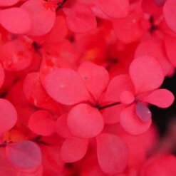 Sunjoy Todo® Barberry -Flower Shop Berberis Sunjoy Todo 4