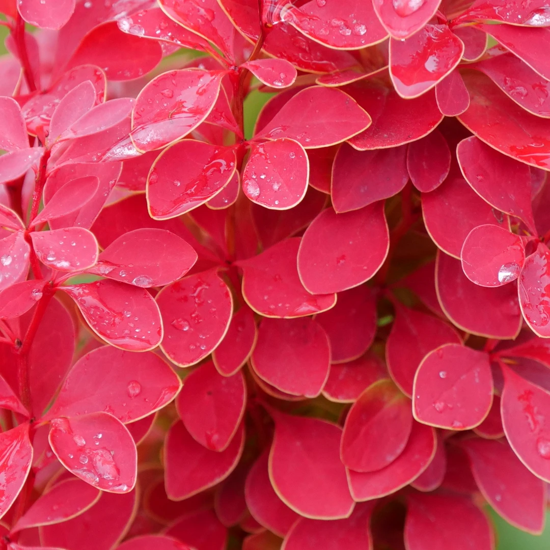 Sunjoy Orange Pillar™ Barberry 2 Sunjoy Orange Pillar™ Barberry - Image 2